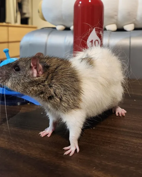The Level of Fluff on New Zealand Angora/Fluffy Rats!