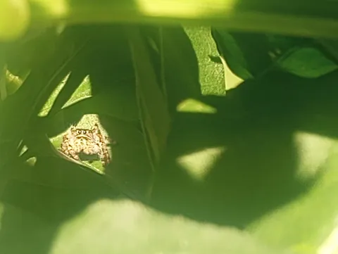 I just love all the jumping spiders I find in my garden!