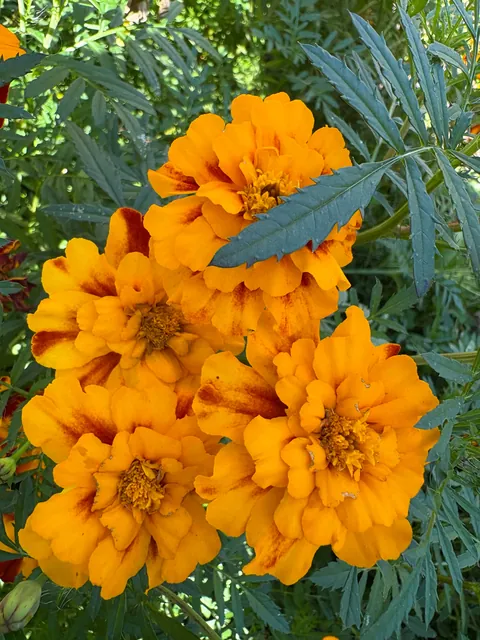 Marigolds (the super plant)