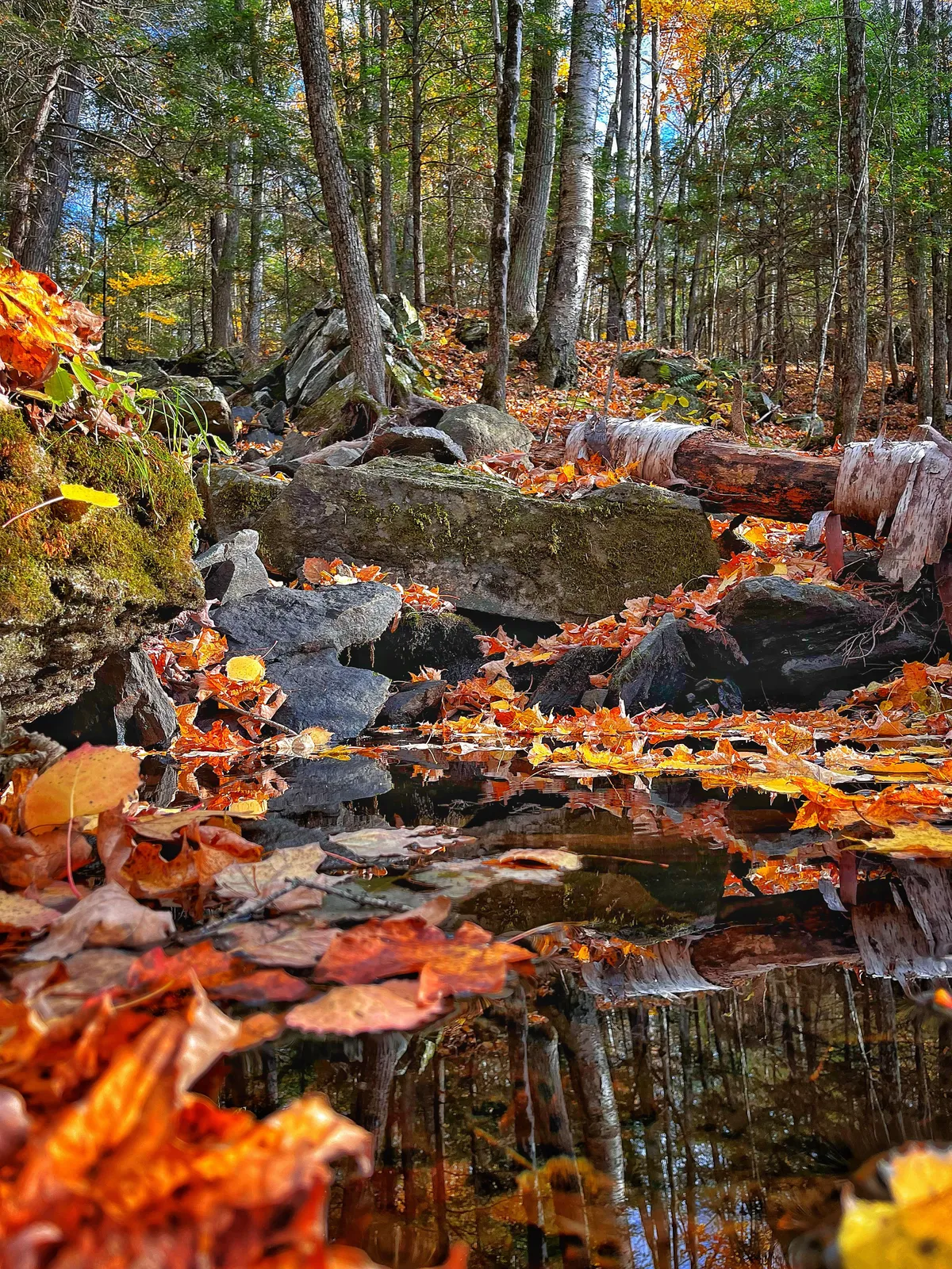 Blueberry Mountain, Lanark Highlands, Ontario Canada [3024x4032] (OC)