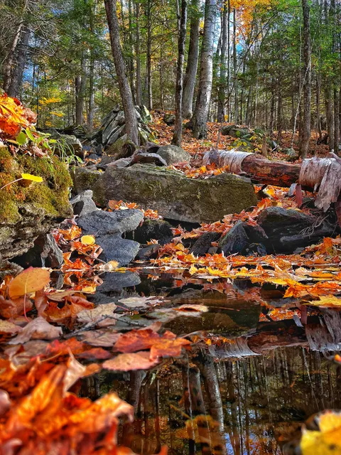 Blueberry Mountain, Lanark Highlands, Ontario Canada [3024x4032] (OC)