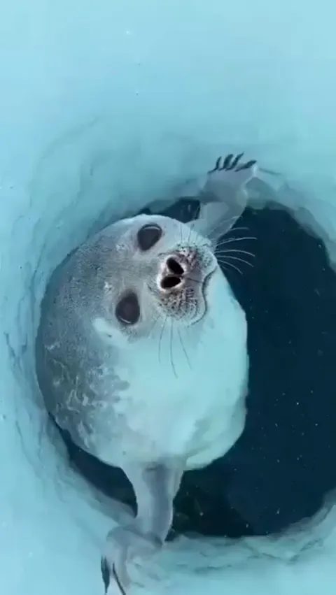 How a seal’s nose prevents water from entering its lungs