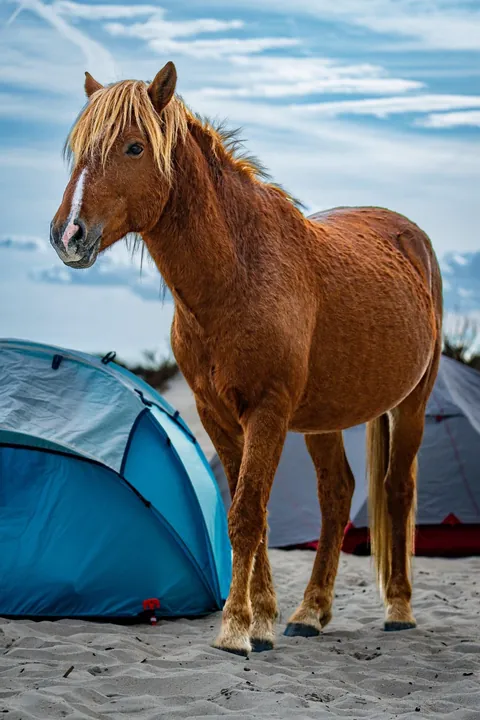 Wild horse came through our camp last weekend.