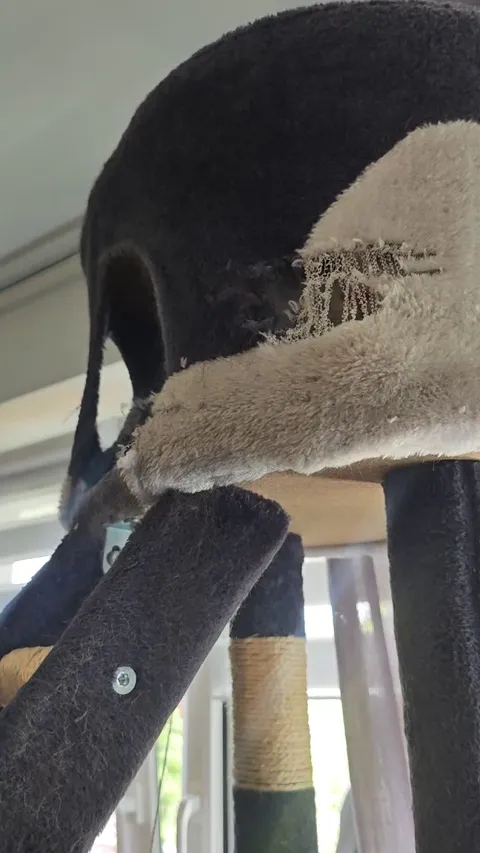 My cat after we watched Alien last night.