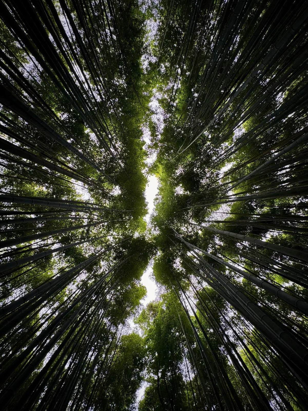 My thoughts after 2 weeks in Japan (Tokyo, Kyoto, Osaka)