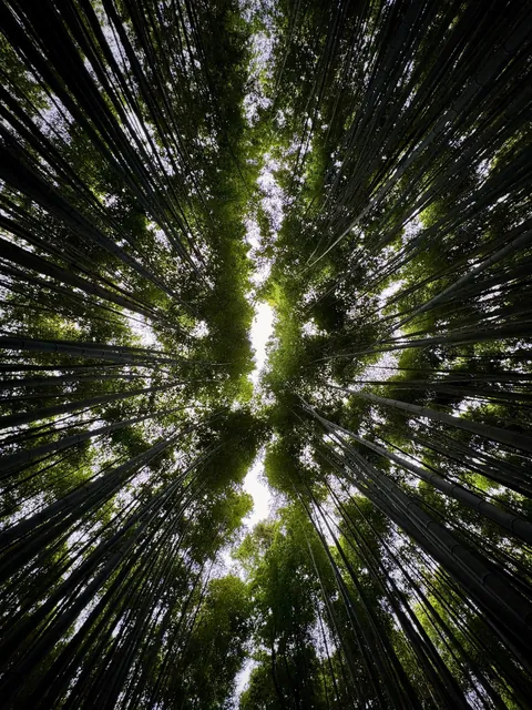 My thoughts after 2 weeks in Japan (Tokyo, Kyoto, Osaka)