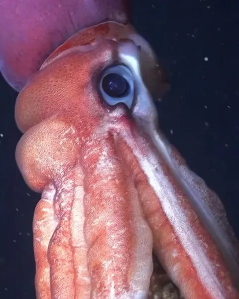 🔥 This female Gonatus onyx squid is carrying an egg mass containing approximately 3,000 eggs, and she’s actively helping the hatchlings emerge