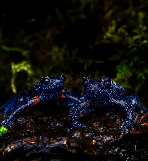 🔥 Nature's Cosmic Canvas: Behold the Mesmerizing Galaxy Frog