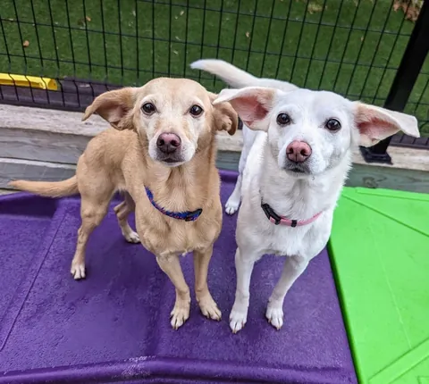 Surely these ears qualify as rare