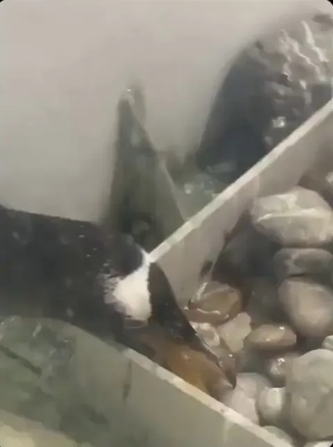 A gift for my beloved