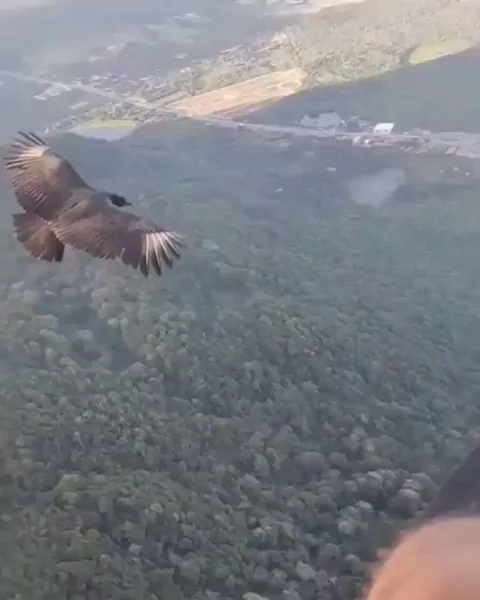 🔥 Vulture Joining a paraglide