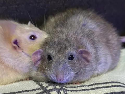 President Link would’ve been 3 today 💔