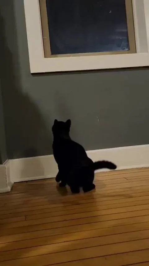 I laugh way too hard every time I watch this.