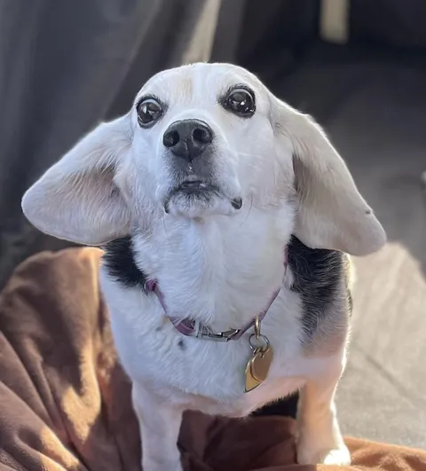 Beagle 1 is ready for takeoff 