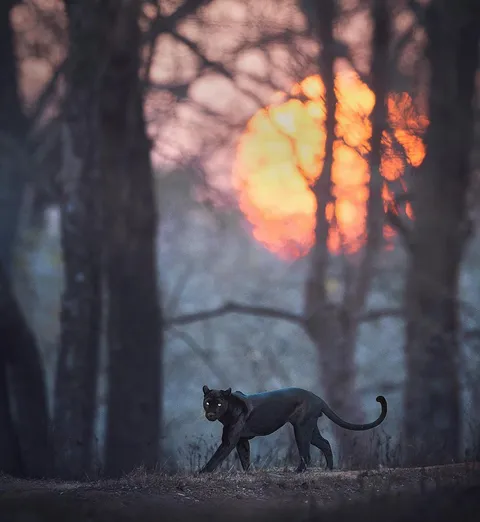 🔥 A black panther from Karnataka, India 🔥
