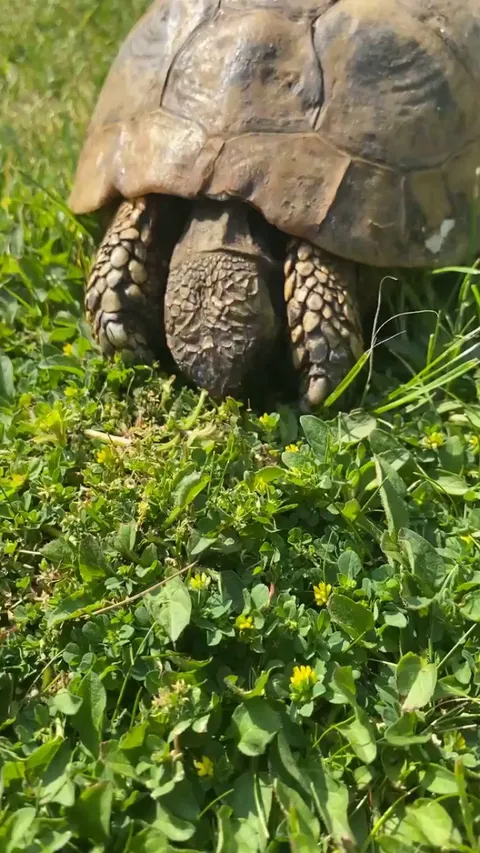 Say Hello to Tommy the tortoise! He has lived in my family for 3 generations.