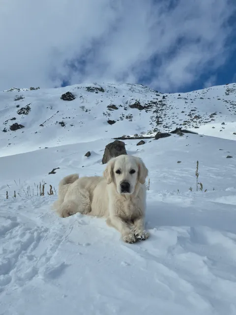 I went on a mountain hike in France and we met so many adorable beasties 😍