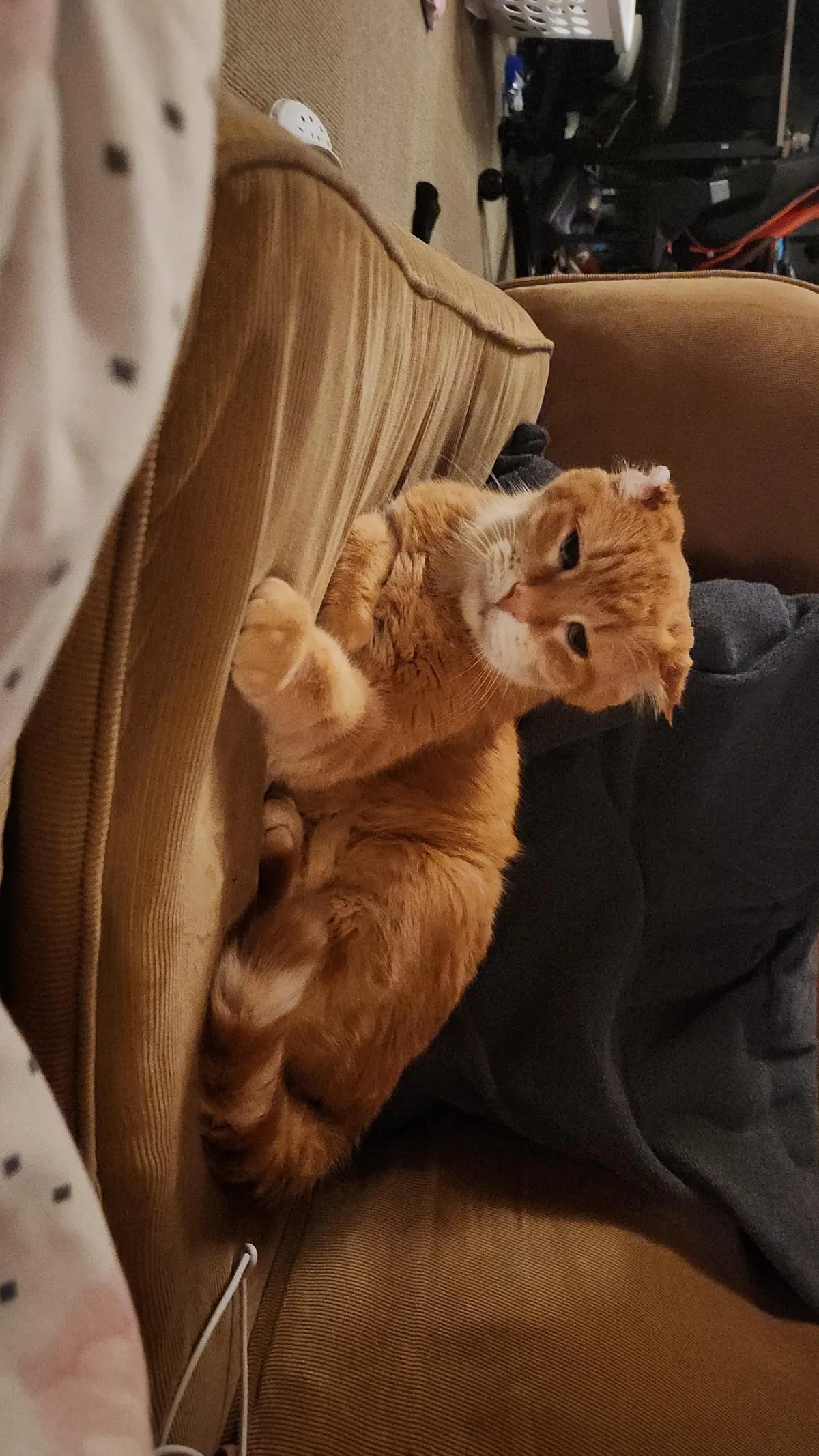 This is Cheeto, adopted this old man a while back and I think he might be my soul cat.