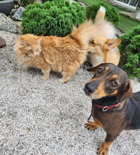 Lost my Orange Queen last week, my other cat and I are struggling.