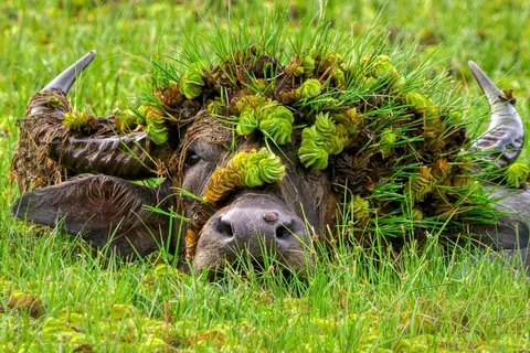 🔥🔥the Best funny nature pics