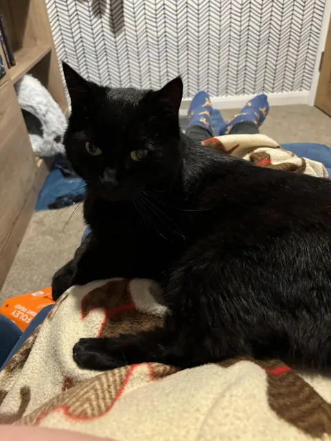I was told my 12 year old black foster cat was “undesirable” and could potentially be with me for months…