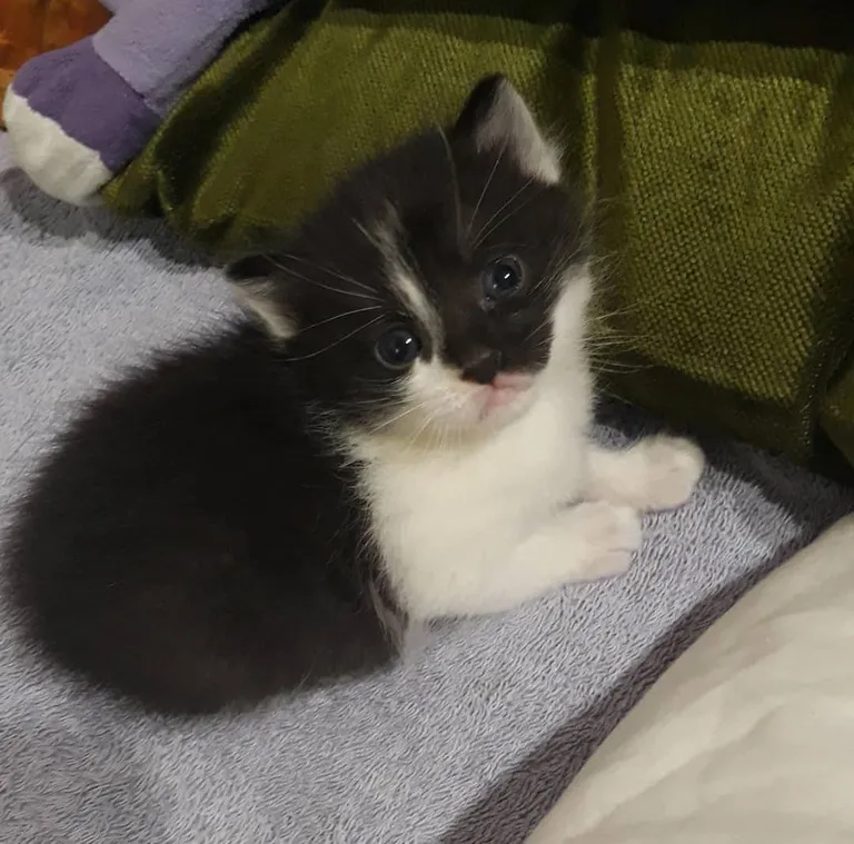 First time cat dad to this little guy