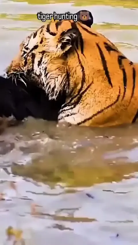 🔥 Tiger Hunts A Sloth Bear - Pench National Park, India