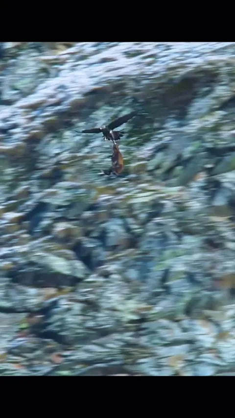 Nature's Apex Predators in Action!