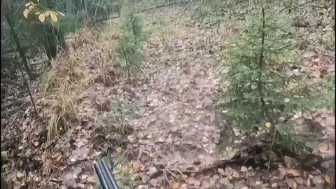 Bears will often test you