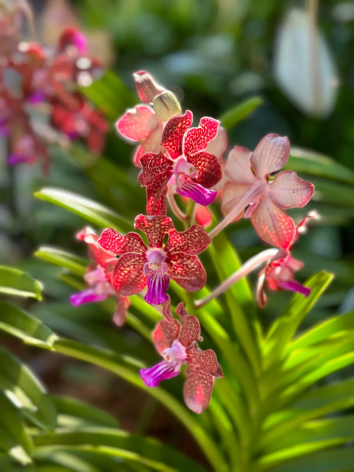 Brilliant but hard to get to know- Singapore 5-day trip