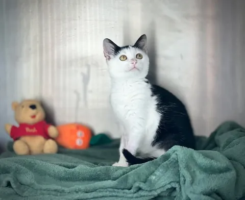 Sick, chewed up by dogs, lungs destroyed and given only a week to live when he was a kitten to being healthy and loved, meet my little fighter Kiki