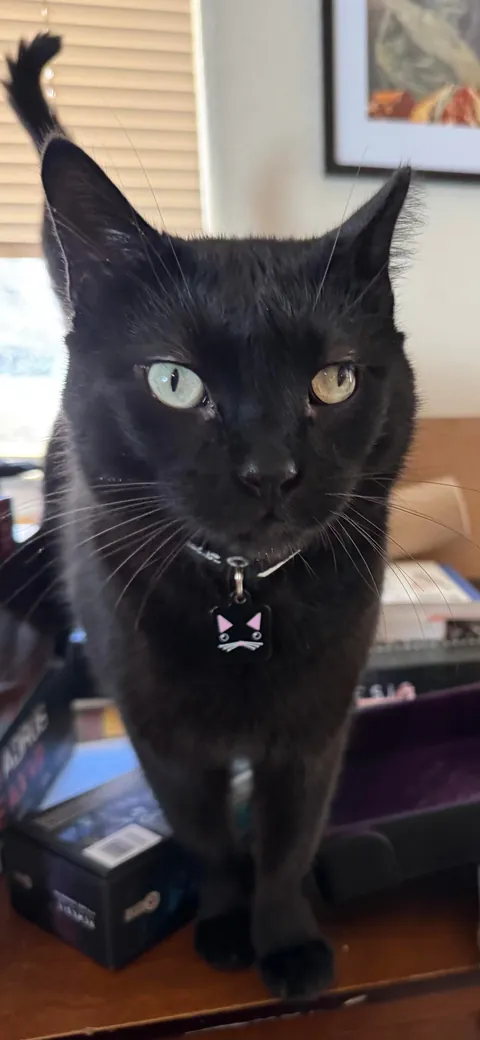 This is Guts. I recently got him from a rescue. He has a wonky eye &amp; a cropped ear.