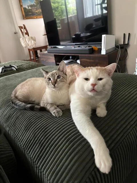 Rest in Peace Baby Breezy (FIP) Need Advice with Grief