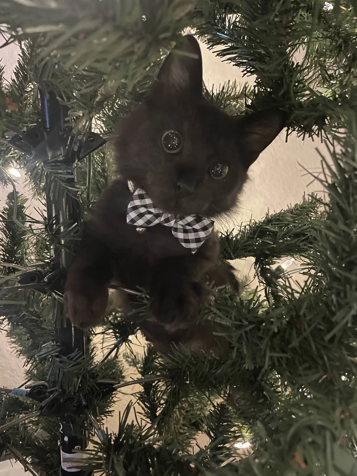 The kitten we swore we weren't going to keep that we found by a dumpster enjoying his first Christmas. (The new collar means he's official)