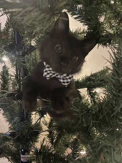 The kitten we swore we weren't going to keep that we found by a dumpster enjoying his first Christmas. (The new collar means he's official)