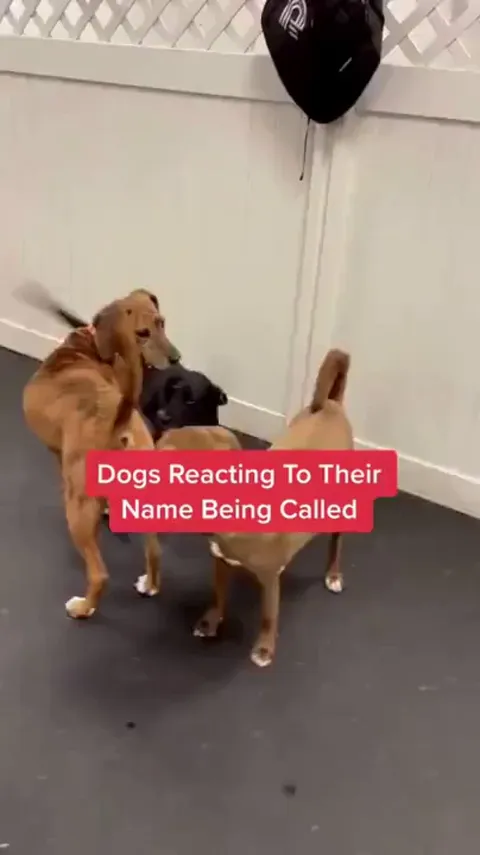 Dogs reacting to their names being called..