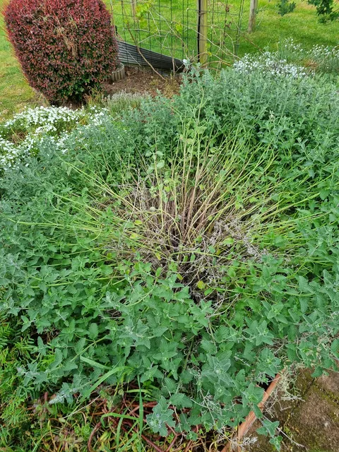 What's causing this flattening?