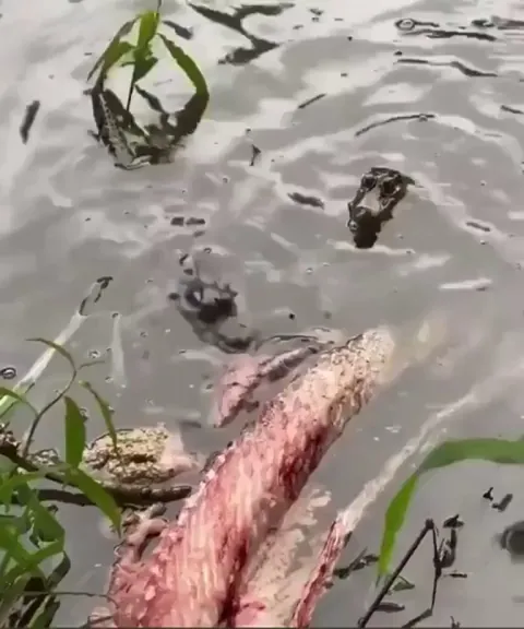 This baby croc did a mini death roll.