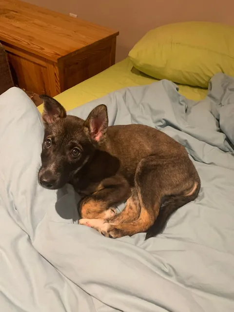 The day we adopted a dog vs now, 1 year later.