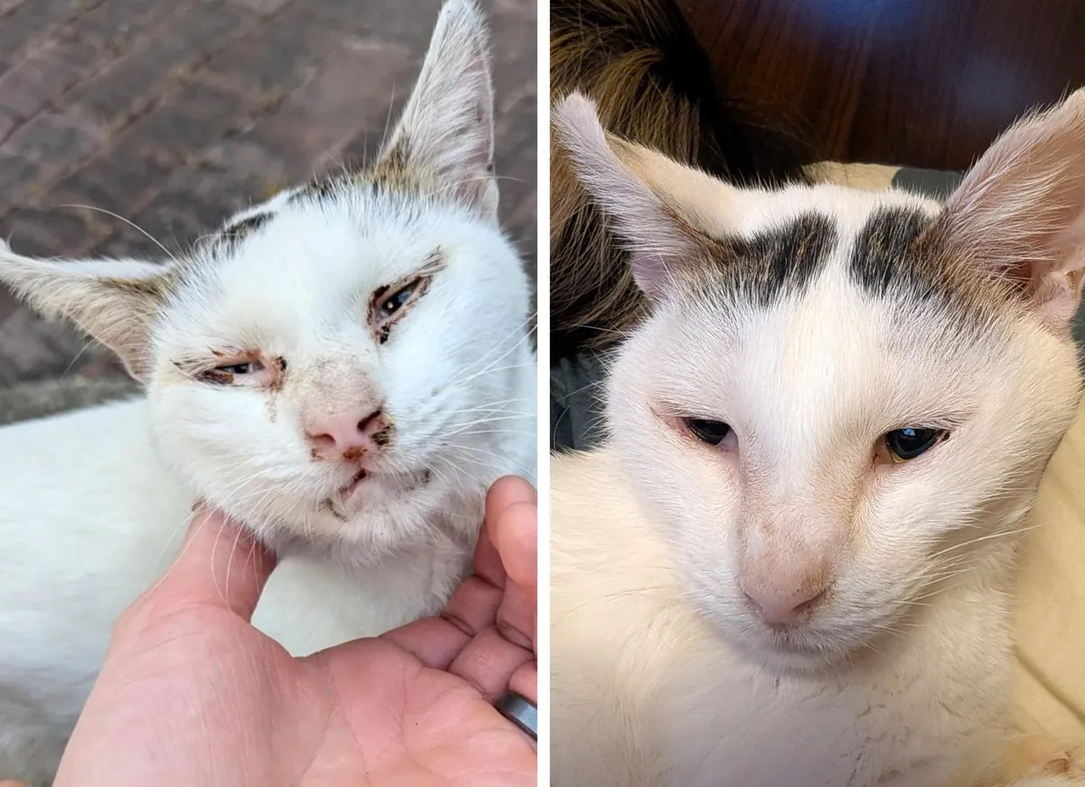 Recovery progress of a very sick stray I've taken in.