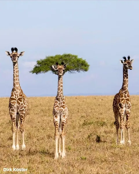 The finalists for the 2026 Nikon Comedy Wildlife Awards have officially been announced, bringing together some of the funniest and most perfectly timed moments from the animal kingdom