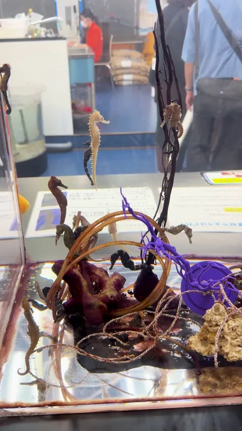 The seahorse took a chance on love.