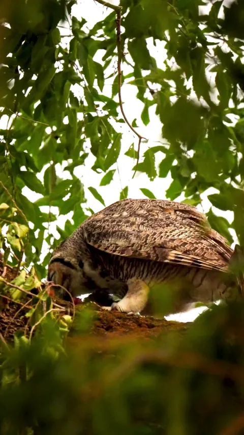 🔥 Owl Eating Their Catch