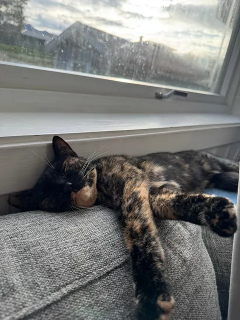 I feel sadness for my foster cat