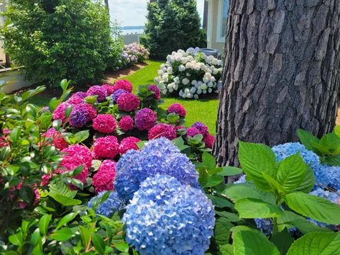 You fertilized, but did you properly prune?