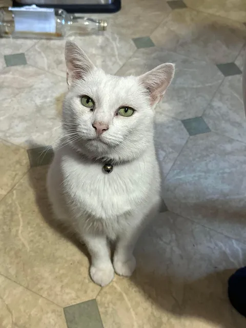 My sister and my Mum were crying about a death in the family. Mum’s cat came up to them and gave them this look: