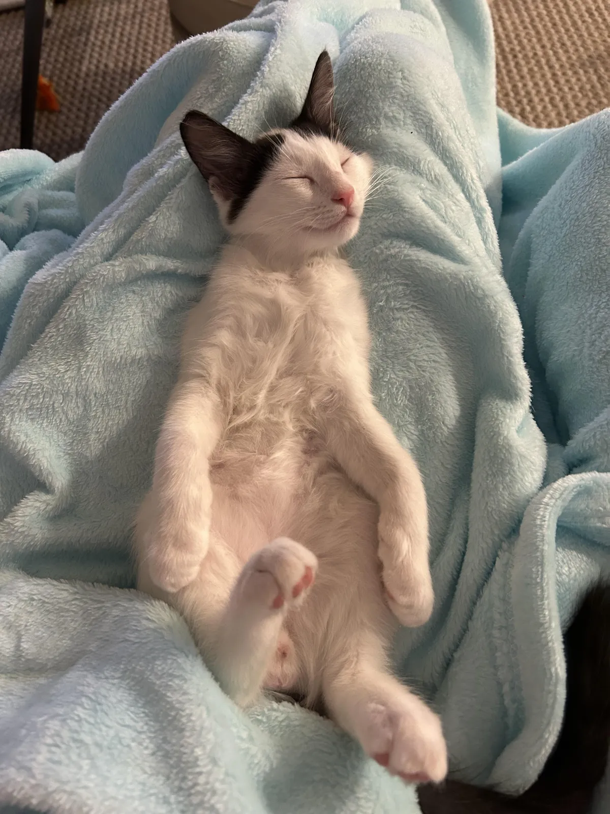Stray kitten we took in 2 weeks ago, I think he’s settled in perfectly
