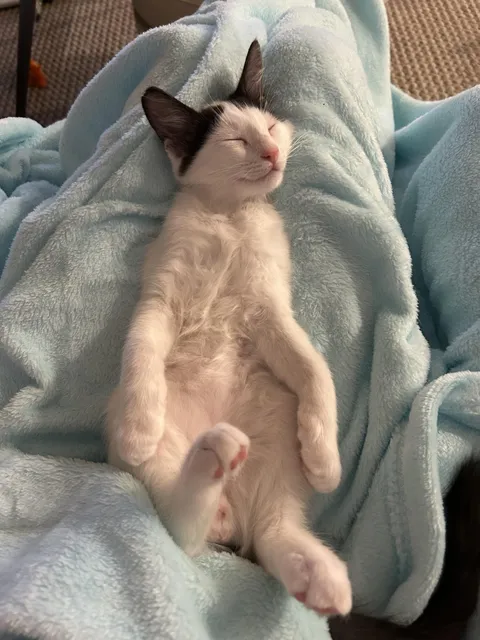 Stray kitten we took in 2 weeks ago, I think he’s settled in perfectly