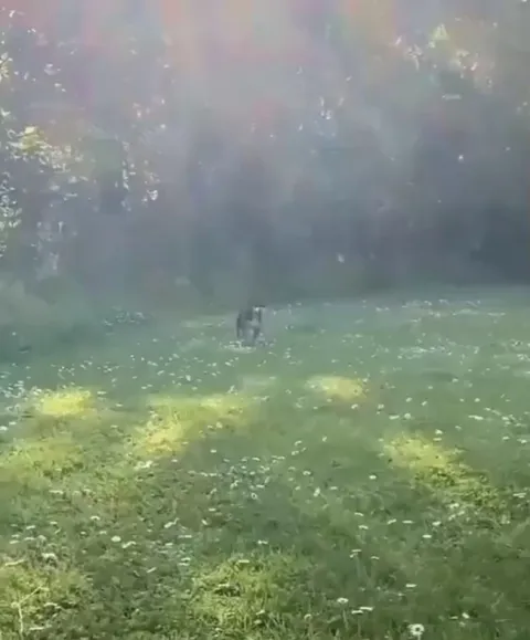 Super Extra Happy Doggy 🐶