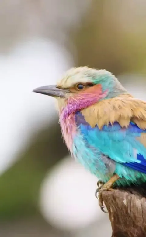🔥the beautiful lilac-breasted roller - Kenya's national bird